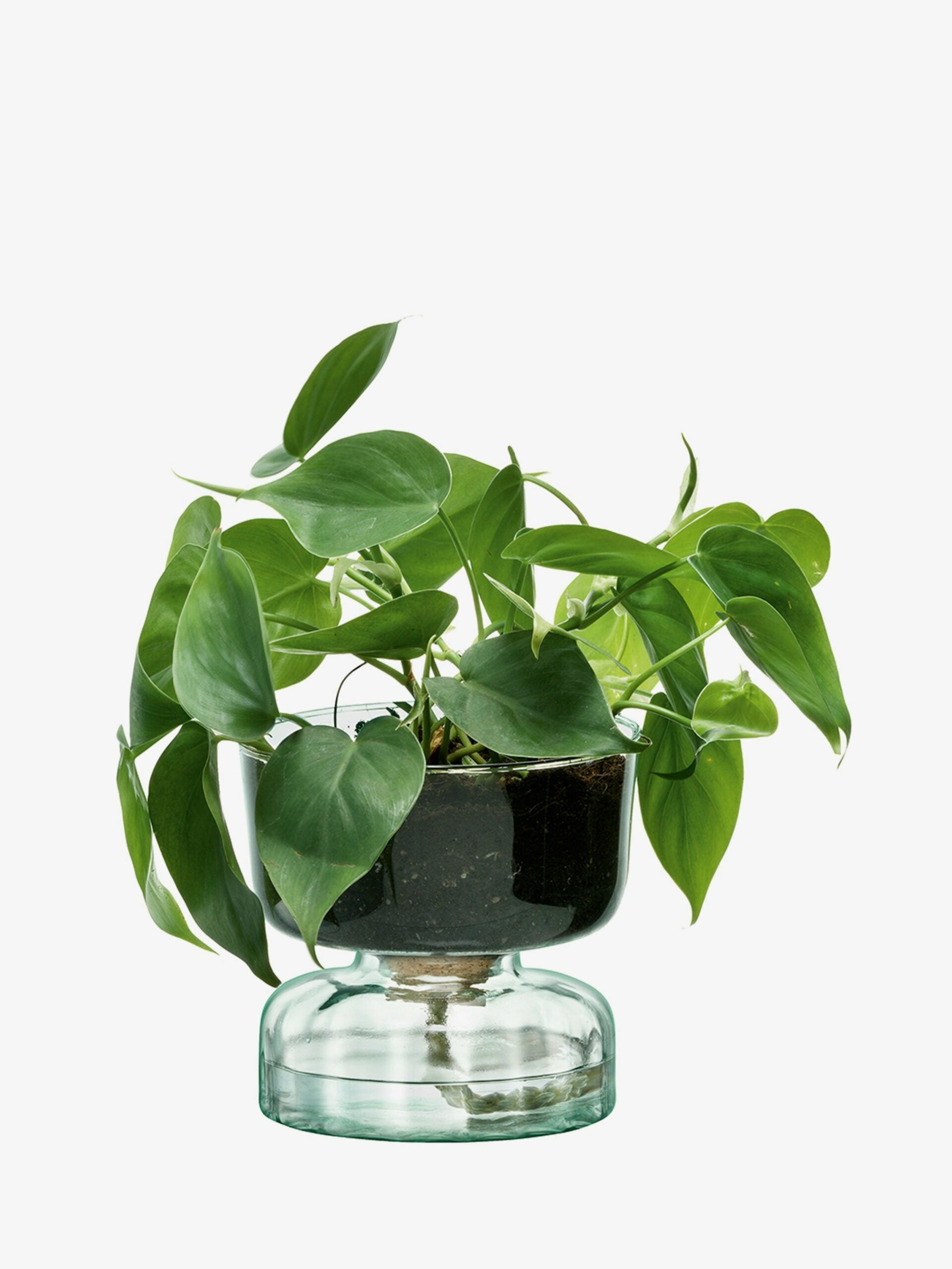 CANOPY SELF WATERING PLANTER H13CM CLEAR/PART OPTIC