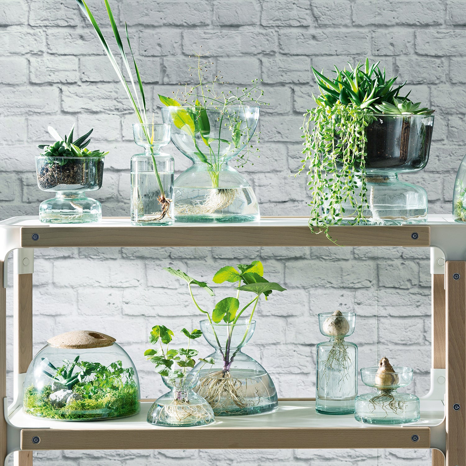 CANOPY CLOSED GARDEN H16.5CM CLEAR/CORK